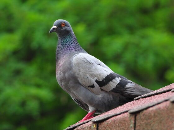 Transporter Pigeon